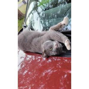 Lost Cat Smokey