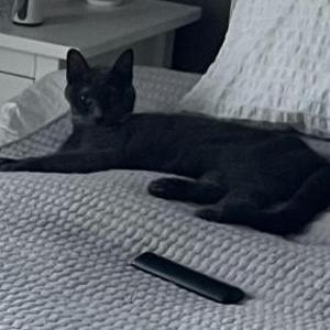 Lost Cat Nala