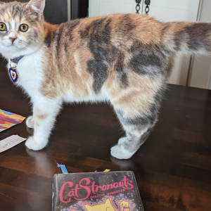 Lost Cat Luna