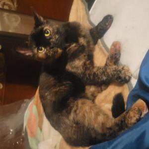 Lost Cat Suna