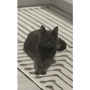 Image of Nala, Lost Cat
