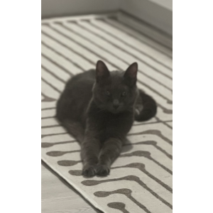 Lost Cat Nala