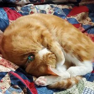 Lost Cat Sashimi (Shimi)
