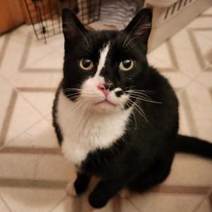 Found Cat unknown