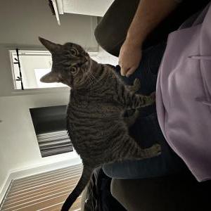 Lost Cat Layla