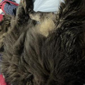 Lost Cat Charlie