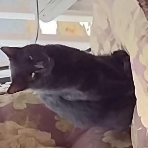 Found Cat Unknown