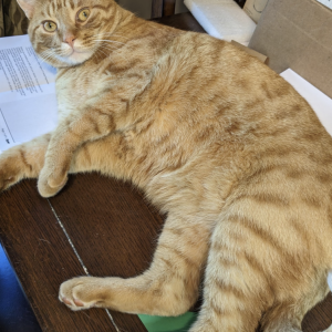 Lost Cat Oliver