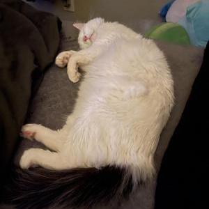 Lost Cat Reno