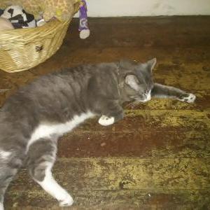 Lost Cat Sassy