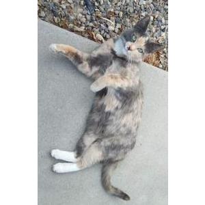Lost Cat Hazel