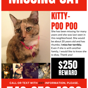 Lost Cat Kitty Poo Poo