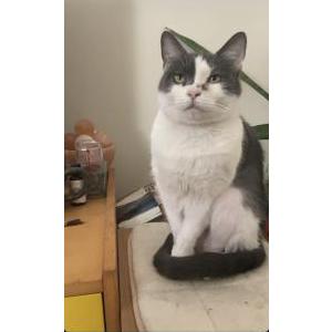 Lost Cat Misty Brown