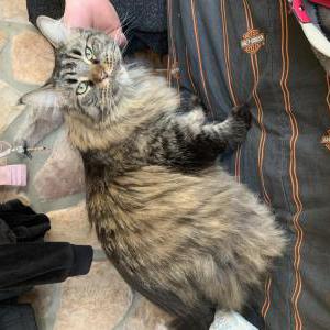 Lost Cat Catniss