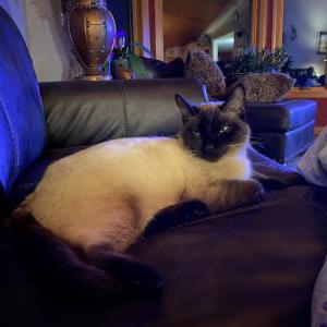 Lost Cat Johnny cash