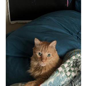 Lost Cat Charlie