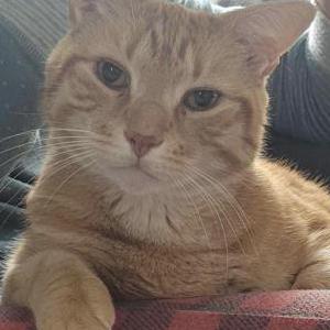 Lost Cat Cranmore