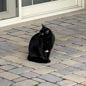 Image of unknown, Found Cat