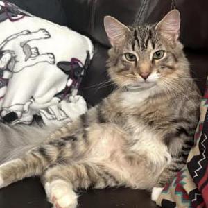 Lost Cat Binx