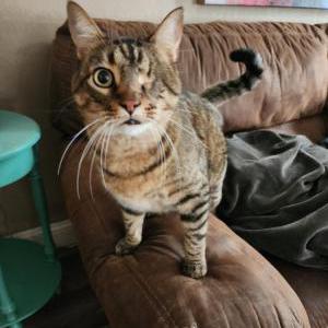 Lost Cat Winky