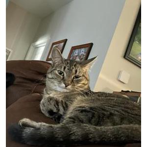 Image of Aurora, Lost Cat