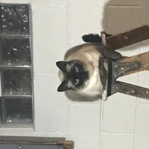 Lost Cat Tom