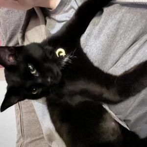 Lost Cat Penguin