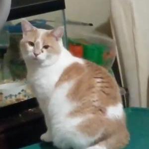 Image of Peaches, Lost Cat