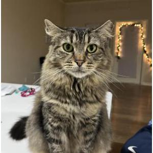 Lost Cat Ginger