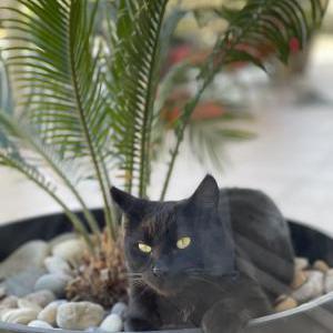 Image of Fillipe, Lost Cat