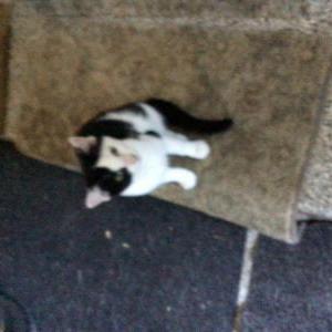 Found Cat Unknown