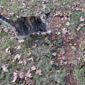 Lost Cat Belle Belle