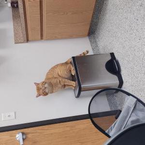 Lost Cat Louie