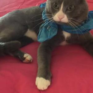 Lost Cat Rafiekee