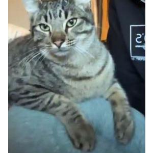 Lost Cat Floyd