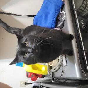 Lost Cat Peetie