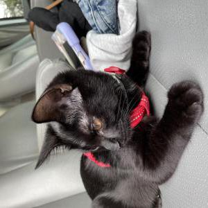 Lost Cat Barbie