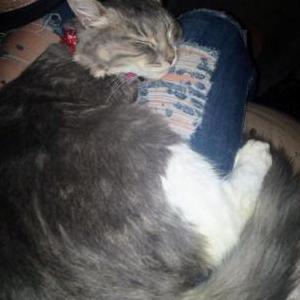 Lost Cat Storm (Stormy)