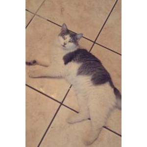 Lost Cat Coco
