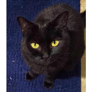 Lost Cat LUNA