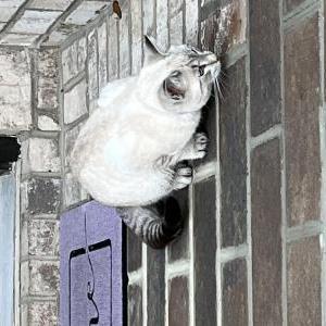 Lost Cat Murka