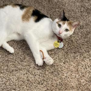 Lost Cat Roxy