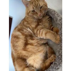 Lost Cat Fred