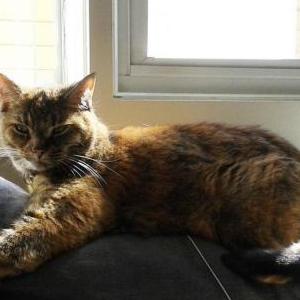 Lost Cat Buffy/Paws