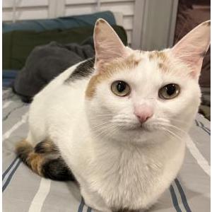 Lost Cat General tso/ jenni