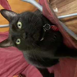 Lost Cat Suri