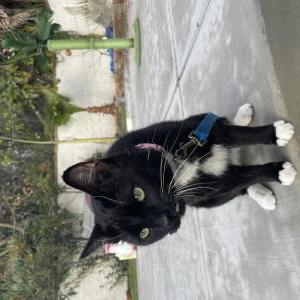 Lost Cat sauvi