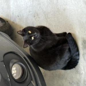 Found Cat Unknown