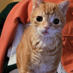 Lost Cat Charlie