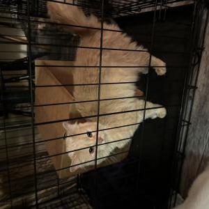 Found Cat Unknown